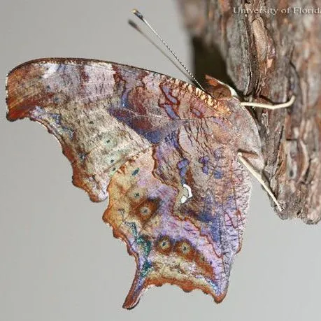thumbnail for publication: Question Mark Polygonia interrogationis (Fabricius) (Insecta: Lepidoptera: Nymphalidae: Nymphalinae)